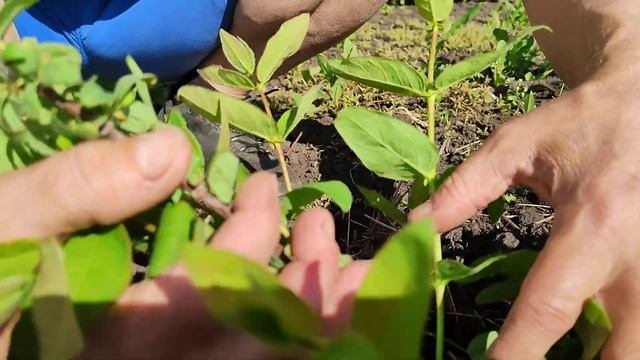 Сенсация. Весенняя обрезка-формировка двухлетнего куста жимолости.