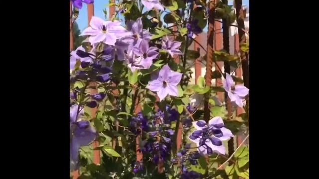 С праздником 8 марта!! Клематис Скайфолл.. Clematis Skyfall смотреть онлайн