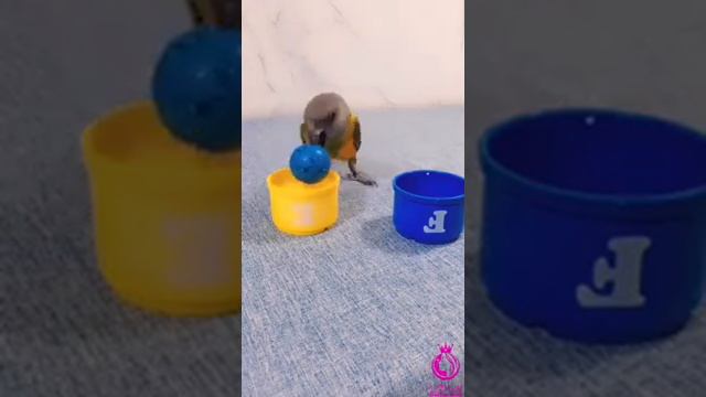 Попка дурак Попка дурак