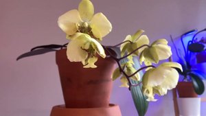 Стюартиана Нобилис/Stuartiana Nobilis