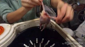 Перощипалка для перепелов с минимальными переделками.Цена вопроса.