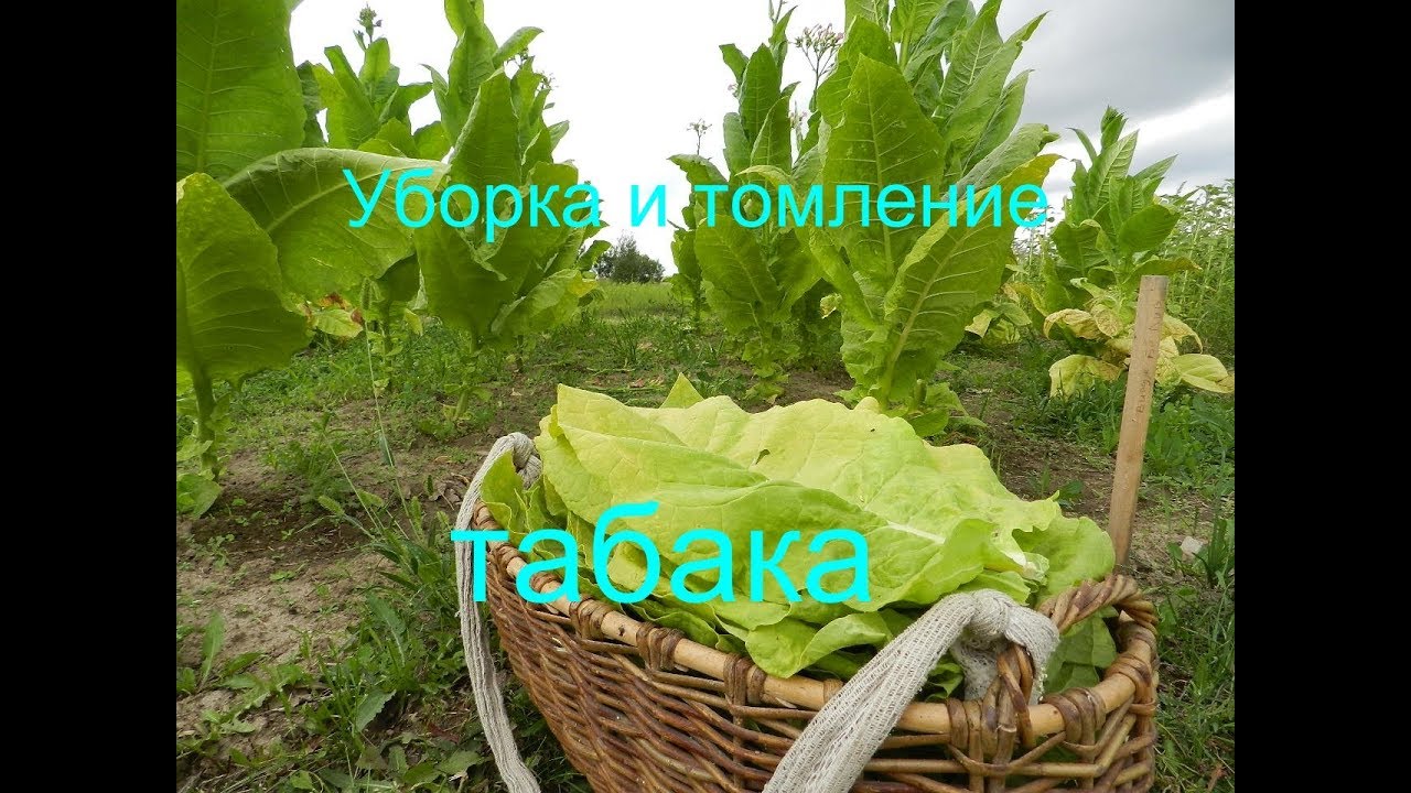 Уборка и томление табака (выращивание табака 2019) Часть 12