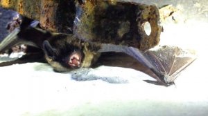 Летучая мышь-вампир