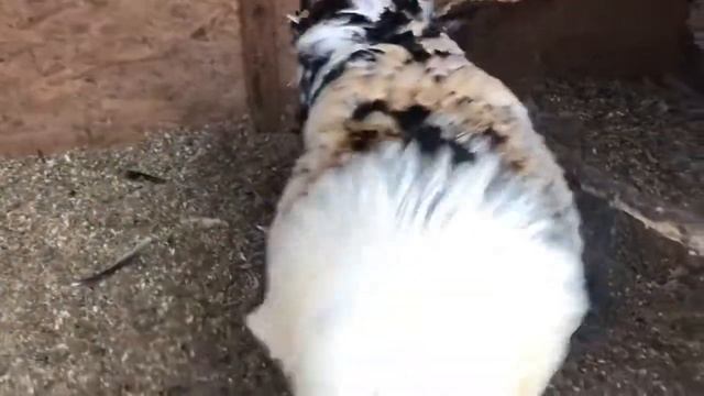 Фавероль лосось семья на племя смотреть онлайн