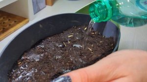 Как вырастить траву для кошек. Купили в Магнит Косметик семена и посадили в грунт.