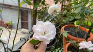 Rose: Madame Bravy, India?
