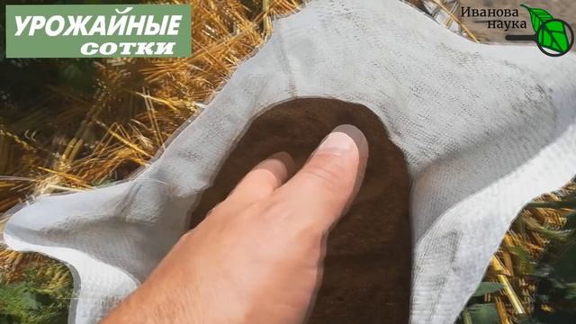 Лучшая подкормка томатов на налив! С ней плоды будут крупные и налитые! смотреть онлайн