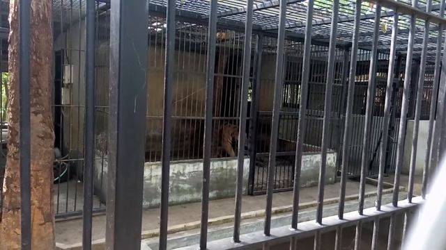 Котейка говорит мяу смотреть онлайн