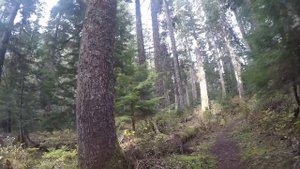 Gold creek valley trail, Snoqualmie pass washington