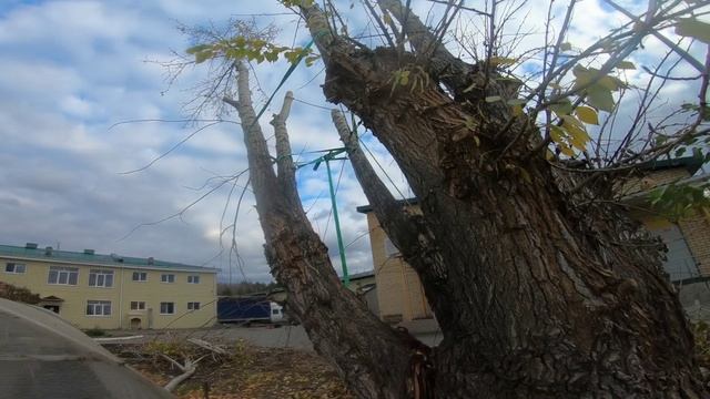 гнилой тополь