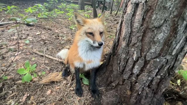 Алиса - лиса. Пол часа с голодной лисой смотреть онлайн