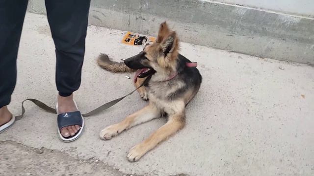 КЧУК БОЗОР ХУДЖАНД БО НАРХОИ НАВ🐕🐕🐕🦮🦮Санаи23.05.2021