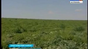 Настоящие астраханские арбузы уже готовы поступить на прилавки