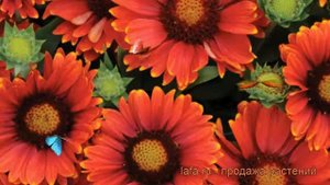 Гайлардия остистая Аризона Ред Шейдз ? обзор: как сажать, рассада гайлардии Аризона Ред Шейдз