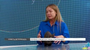 Почему слезятся глаза у питомцев?