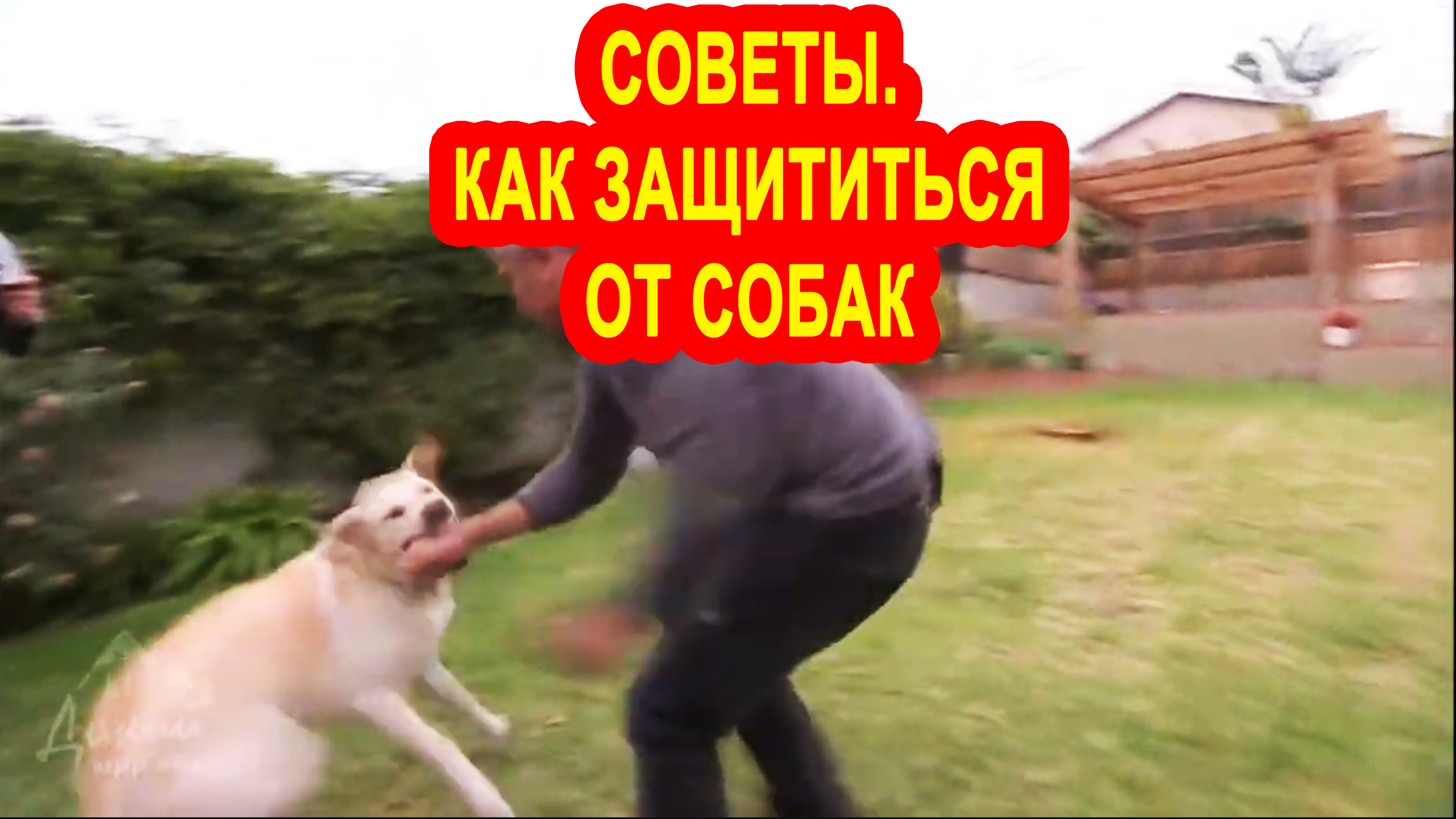 Советы кинологов,как защишаться от нападения собак. смотреть онлайн