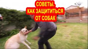 Советы кинологов,как защишаться от нападения собак.