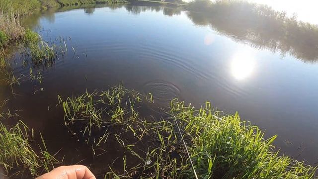 Голавль на майского жука. Удочка с водоналивным поплавком смотреть онлайн