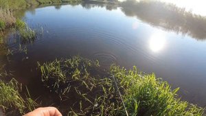 Голавль на майского жука. Удочка с водоналивным поплавком