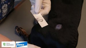 Соскоб и трихограмма