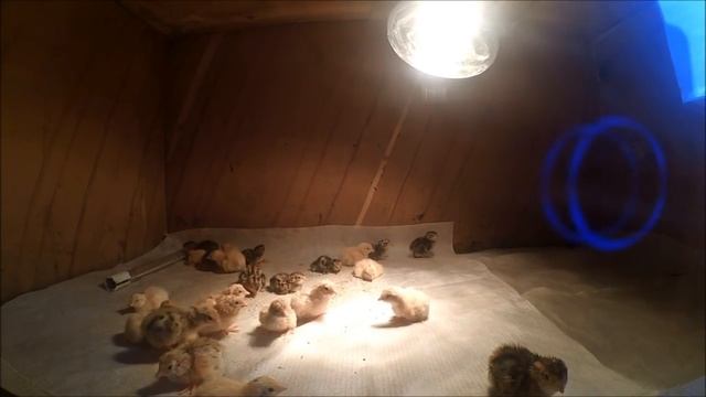 Беспокойное утро начинающего птицевода // Жизнь в деревне