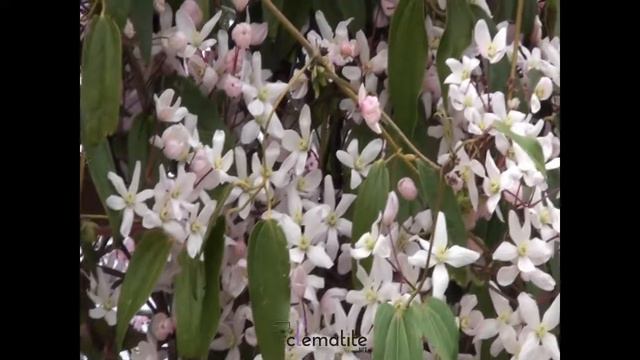 Clématite armandii Apple Blossom by clematite.net - Spécialiste des plantes de jardin смотреть онлайн