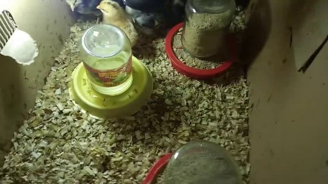Как определить пол цыпленка