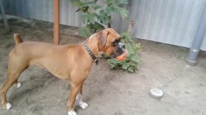 Собака немецкий боксер Гера лает с мячиком