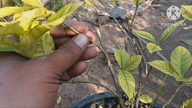 Top 20 Fragrant plants/Scented permanent flower plants.20 Best permanent flowering plants смотреть онлайн