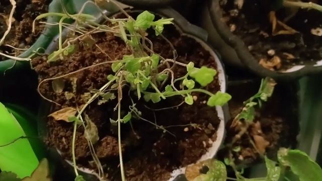 Что нужно,чтоб стать КОЛДУНЬЕЙ. смотреть онлайн