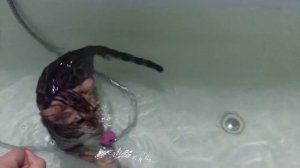 БЕНГАЛЬСКИЙ КОТ КУПАЕТСЯ В ВАННОЙ😺|| BENGAL CAT BATHING | Calva Dorsa