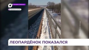 Полугодовалый котёнок дальневосточного леопарда показался людям в Надеждинском районе Приморья