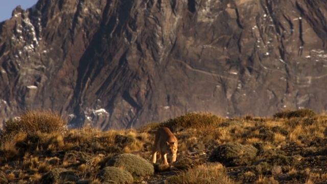 Пума: лучшая защита – нападение! Универсальный хищник, которому не страшны медведи. смотреть онлайн