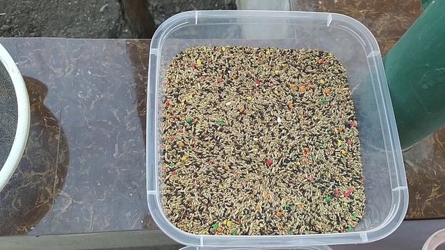 Бойные Голуби. Корм для голубей. 11.02.20 Грузия. Тбилиси смотреть онлайн