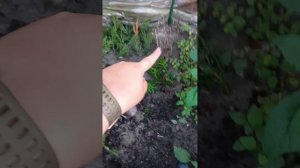 пихта. черенкование хвойных
