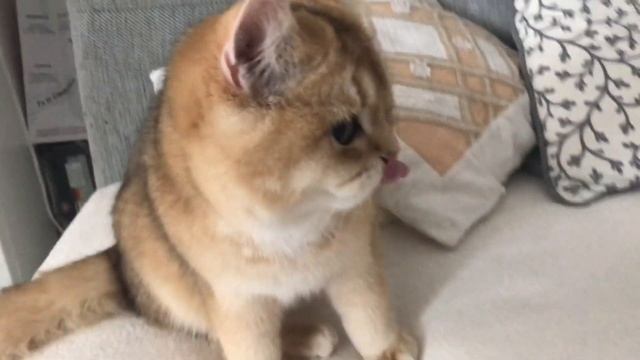 ???АМУР?ЗОЛОТОЙ КОТ??? В ГОСТЯХ,КОШКА ЗОЛОТАЯ ШИНШИЛЛА.