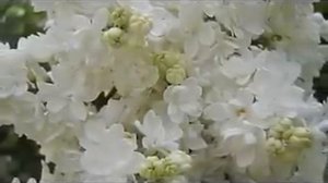 Андрей Ковалев - БЕЛАЯ СИРЕНЬ
