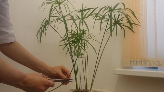ЦИПЕРУС - РАЗМНОЖЕНИЕ - УХОД ...Cyperus is REPRODUCTION - CARE смотреть онлайн