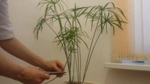 ЦИПЕРУС - РАЗМНОЖЕНИЕ - УХОД ...Cyperus is REPRODUCTION - CARE