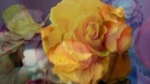 Розовые розы Светке Соколовой