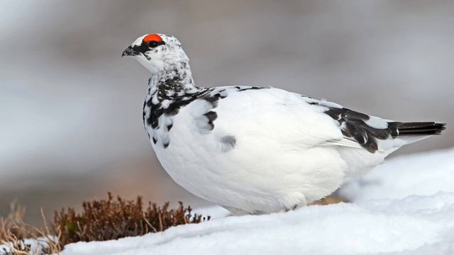 Голоса птиц как поёт куропатка (Perdix) смотреть онлайн