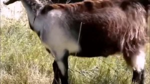 Домашние животные, кто как говорит, их звуки и голоса Развивающее видео для детей