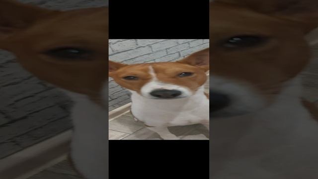 Собака кобель Мартин 1 год!! день рождения у моей собаки!! смотреть онлайн