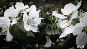 Опыление цветов пчелами. Природа. Цвет яблони. 6 класс. Биология.