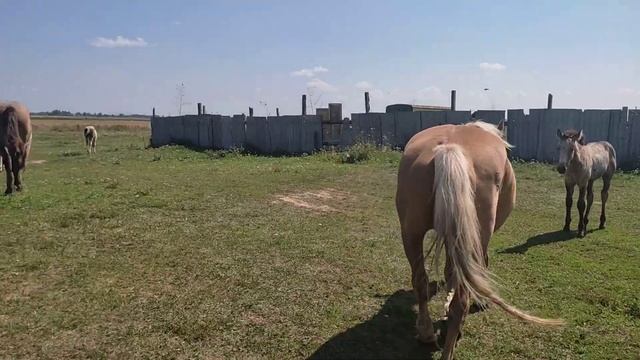 Жеребец вышел на прогулку в табун кобыл смотреть онлайн