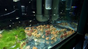 Мальки Апистограмм Рамирези