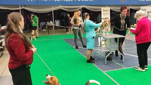 Монопородная выставка Биглей. Екатеринбург 24 апреля 2022 смотреть онлайн