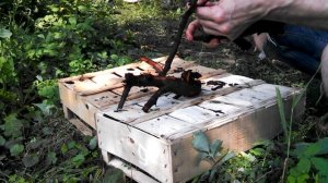 Как подготовить корягу в аквариум