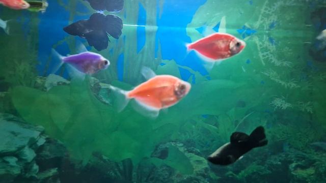 петушок покушается на обитателей этого дома после отсидки. смотреть онлайн