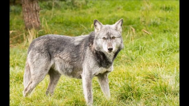 Ознакомление с окружающим миром смотреть онлайн